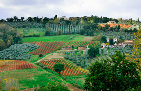 Paolo Bea Wines - The Epitome of Umbrian Excellence