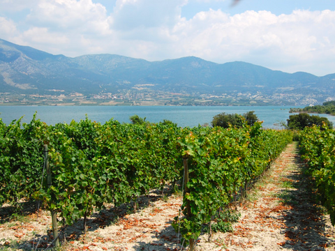 Exploring the Beauty of Greek Wines...